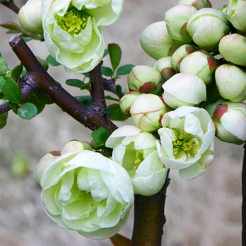 海棠花盆栽树苗盆景重瓣老桩庭院绿植物室内花卉四季开花好养 参数