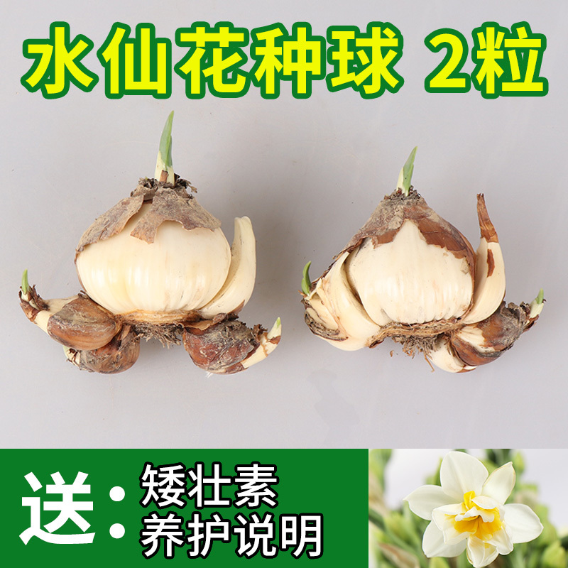高宅 复瓣 水仙花种球水培花卉盆栽百叶品种重瓣种子漳州水仙花种球报价 参数 图片 视频 怎么样 问答 苏宁易购