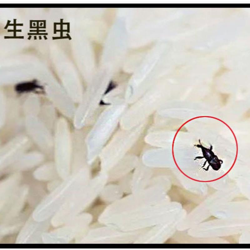大米筛子洗大米虫子筛沙子草籽筛网不锈钢圆筛商用家用标准分样筛 直径10厘米 14目(筛大米黑虫)