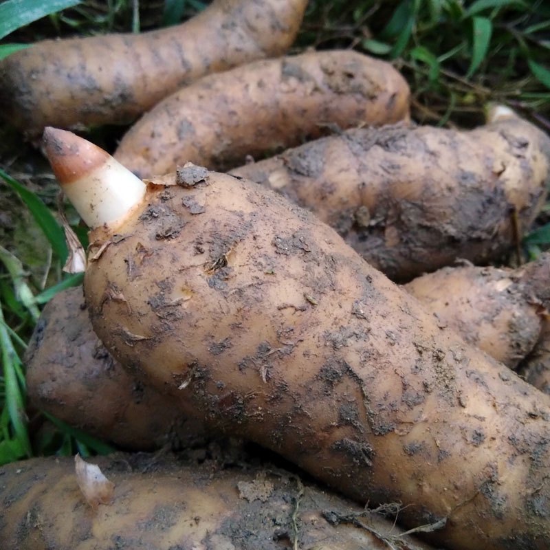 四川广元a 级新鲜天麻1000g小草坝现挖 活 生 天麻当季食材