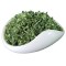 海茗清 绿茶海霞 250g 桶