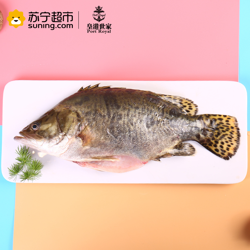 [活杀]皇港世家 活鲜水产 活杀广东桂鱼 600-700g 条