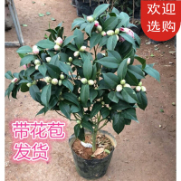 回固茶花品种一树多色五色赤丹茶花十八学士茶花盆栽名贵大红抖音 紫色光辉5年苗 不含盆