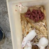 小白鼠繁殖组,单公,单母 繁殖组 单公