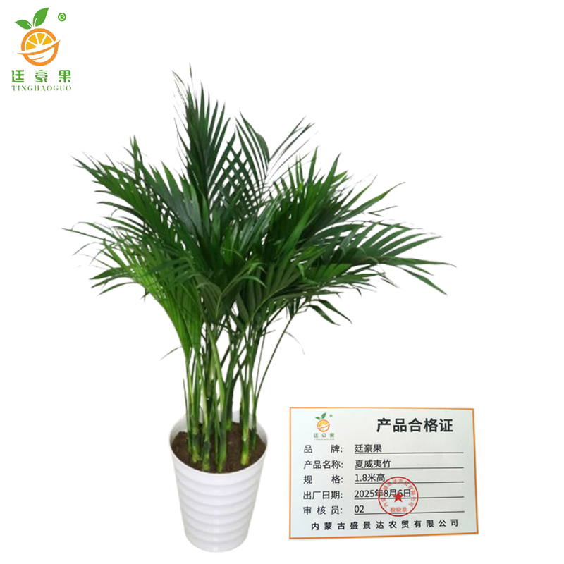 廷豪果 夏威夷竹 高1.8cm /棵高清大图