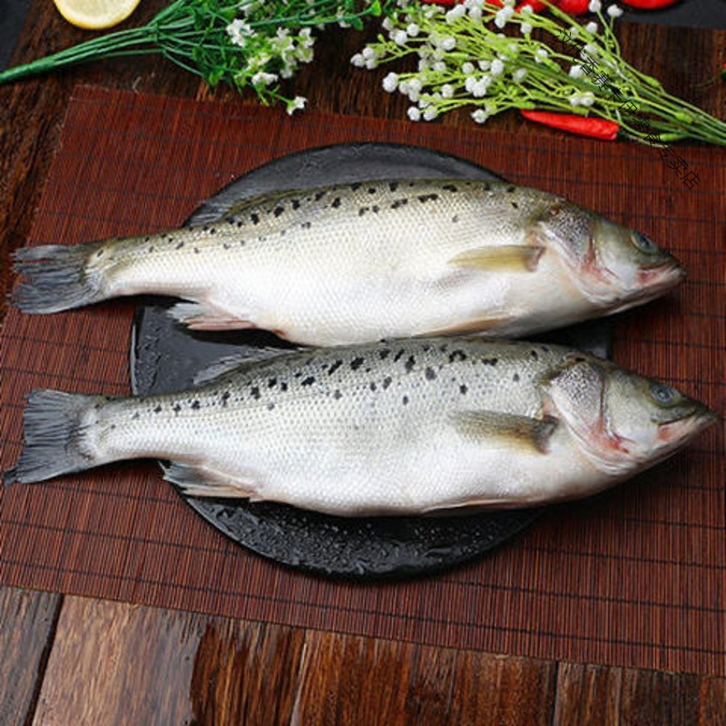 海鲈鱼新鲜冷冻赛花鲈鱼鲜活海鲜鱼七星鲈鱼深海鱼小海鱼 [每条1斤-1.