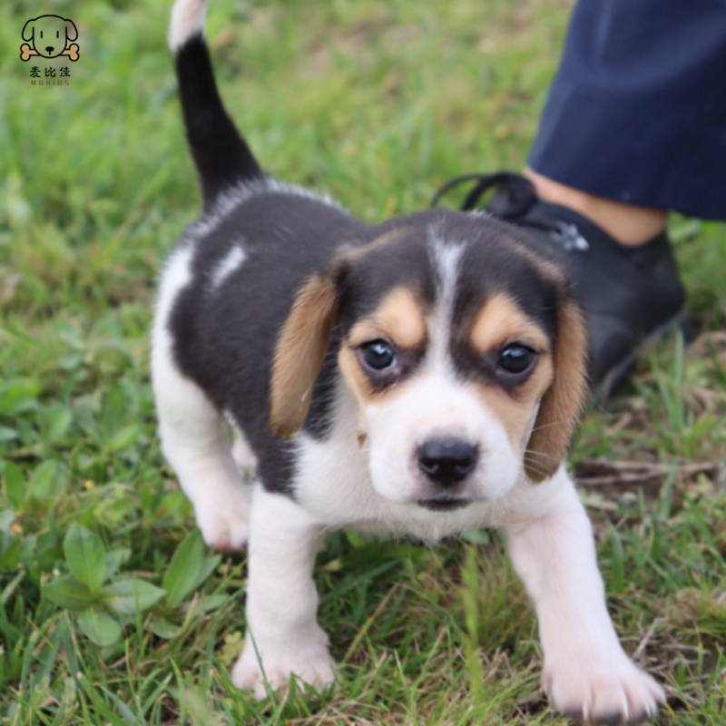 麦比佳宠物 比格犬幼犬 宠物狗比格犬狗狗活体 纯种双血统短毛猎兔犬比格 鲁中小型高智商家庭犬比格打猎狗视频挑选包健康高清大图