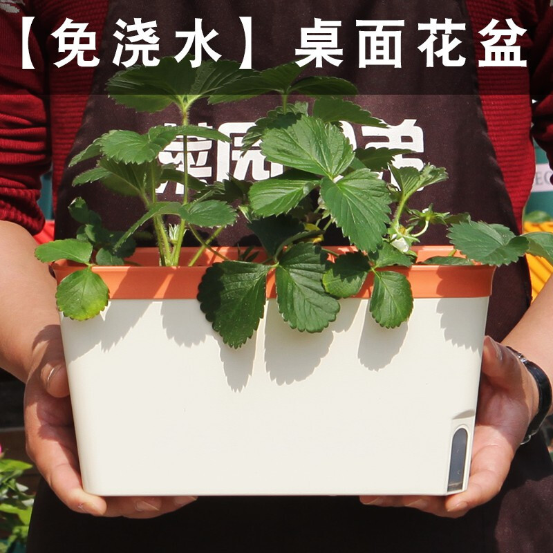 莲悦日式简约自动吸水懒人花盆办公室窗台塑料多肉花盆