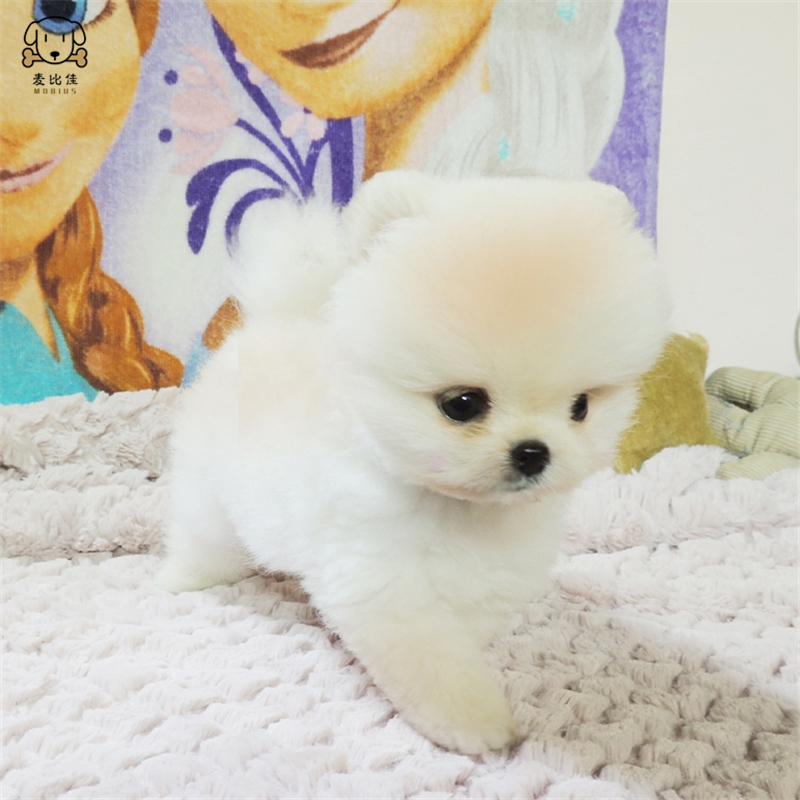 麦比佳 狗狗活体纯种博美犬幼犬哈多利系球体博美俊介狗长不大茶杯犬玩具型迷你袖珍博美宠物狗微小体杯子狗视频挑选高清大图