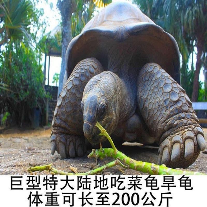5-6厘米一对 陆地巨型吃菜龟特大龟活体宠物小乌龟活体龟粮下蛋龟乌龟蛋乌龟缸