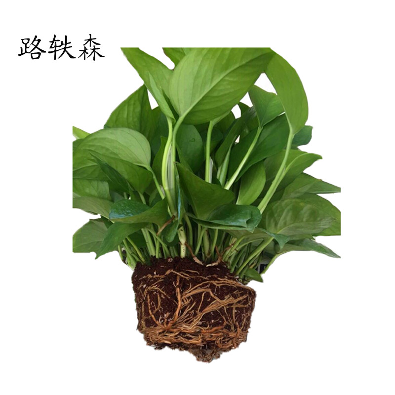 路轶森 绿萝盆栽180# 盆高清大图