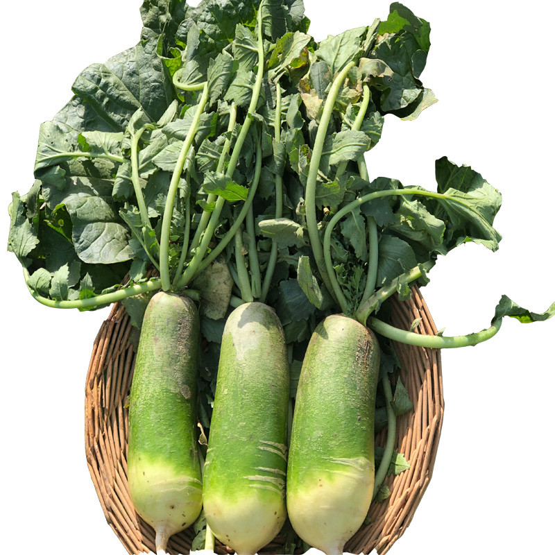 [鲜贝达]萝卜 净重5斤装 正宗山东潍坊水果萝卜 新鲜蔬菜农产品