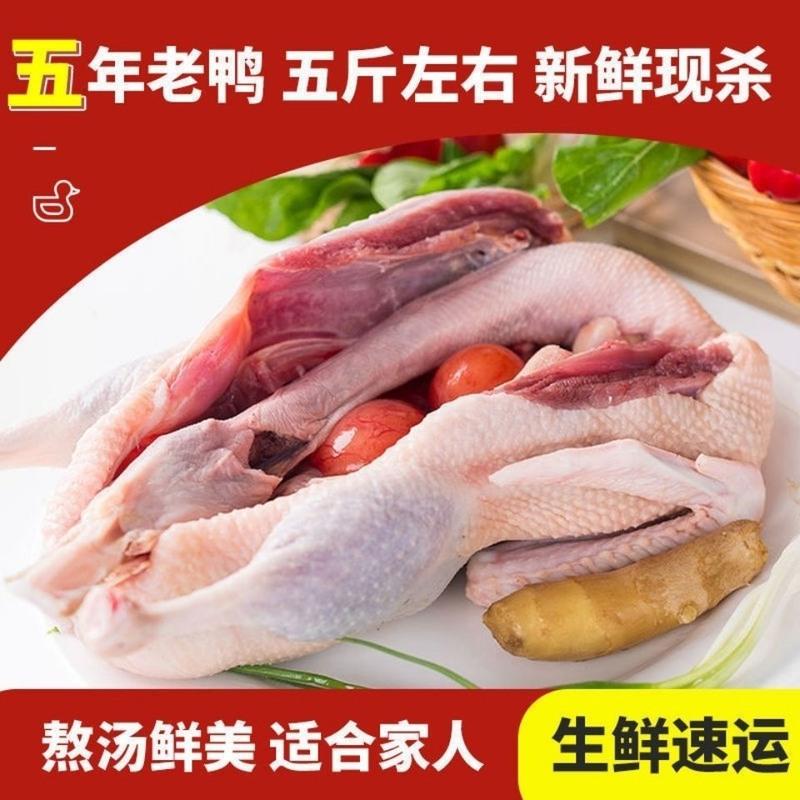 赛卡伊 [5年老鸭]散养老鸭子农家土鸭水鸭麻鸭新鲜鸭子肉笨鸭整只现杀 散养5年老鸭[特惠](5斤左右/只)高清大图