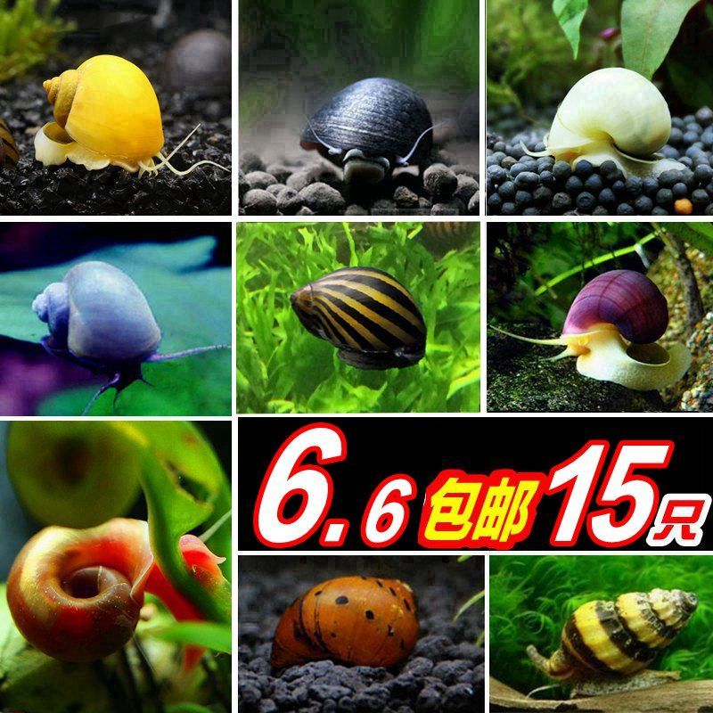 苹果螺观赏螺活体蜗牛宠物螺除藻螺鱼缸清洁工具螺神秘螺淡水繁殖 混色苹果螺8送7备损