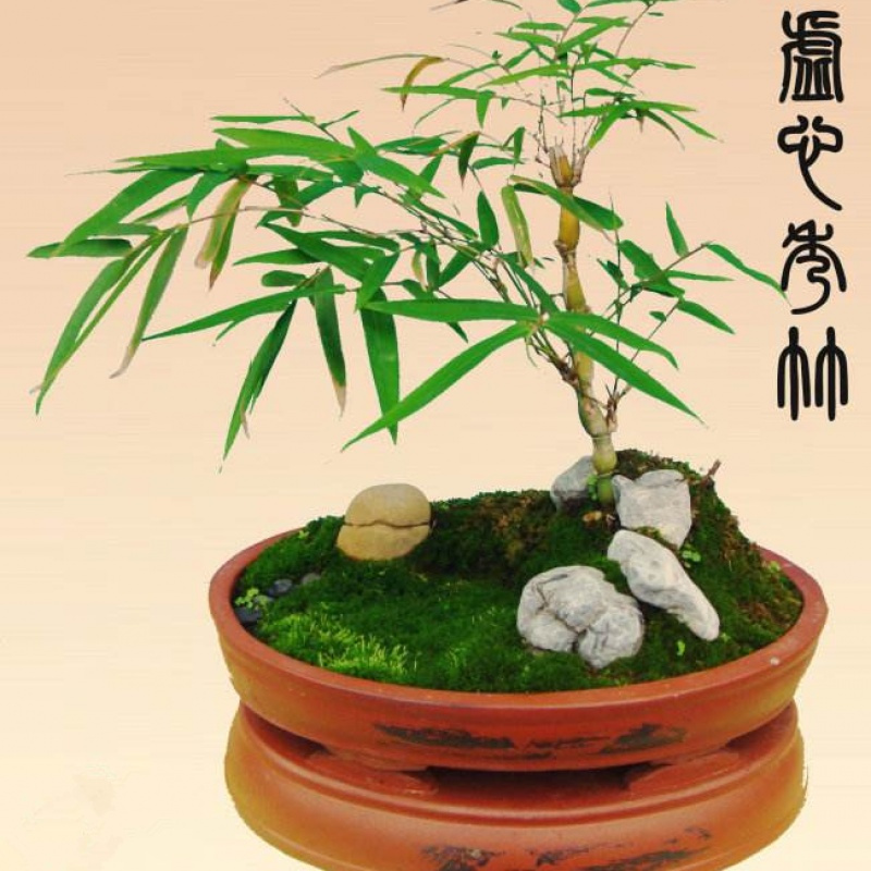 花卉室内四季盆栽观叶植物水培绿植佛竹罗汉竹盆景竹子苗