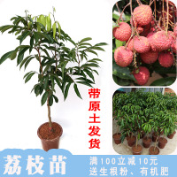 无籽桂味无核荔枝苗树苗嫁接南方种植盆栽荔枝树大苗幼苗带果苗树