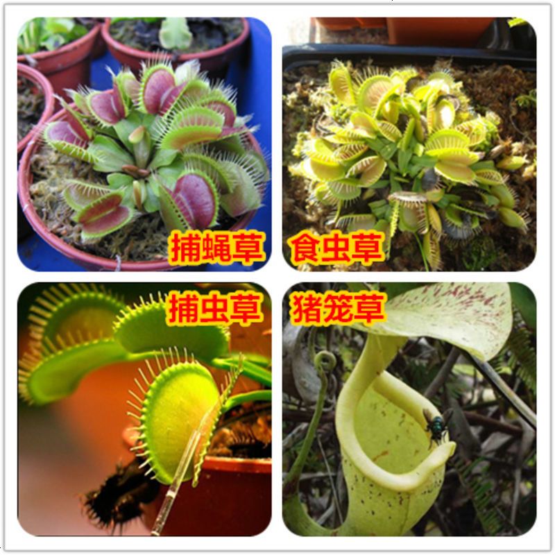 捕蝇 捕虫食虫种子 猪笼驱蚊苗 多肉植物种子室内阳台