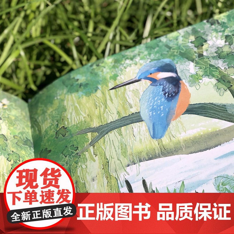 正版童书 爷爷和翠鸟高清大图