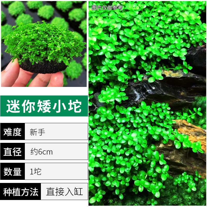 爬地矮珍珠前景水草植物日本水下叶鱼缸造景水培真草古法养鱼趴地图片