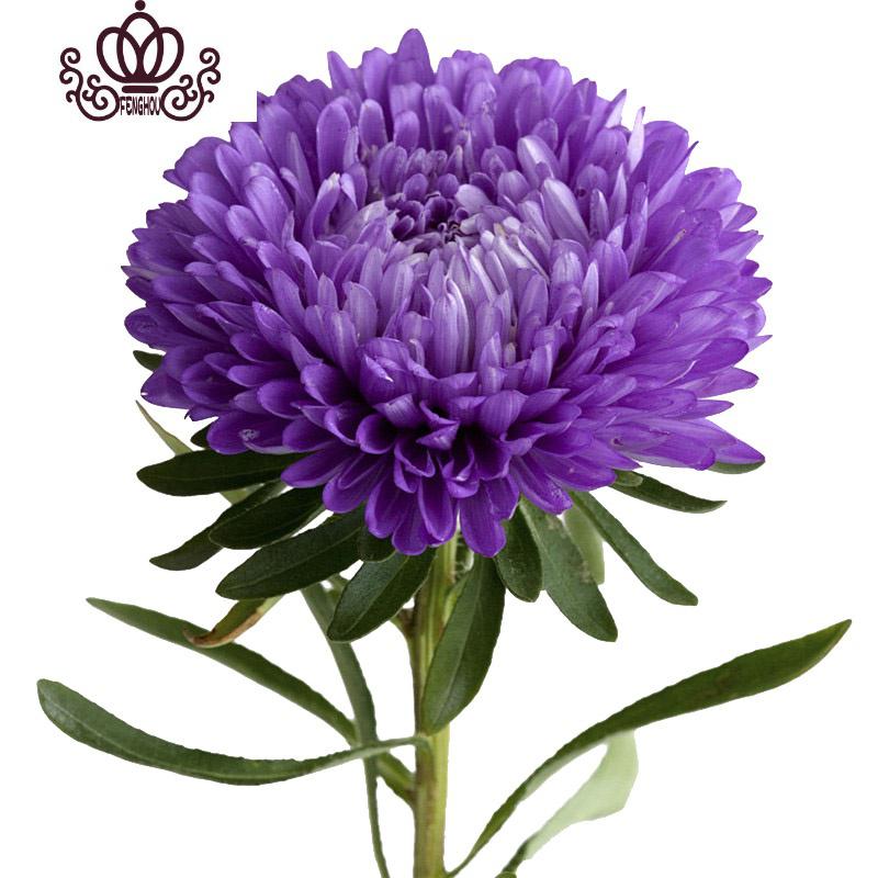 封后套餐菊花重瓣翠菊土培四季室内花阳台庭院花卉花种籽红色球状翠菊60粒图片 高清实拍大图 苏宁易购