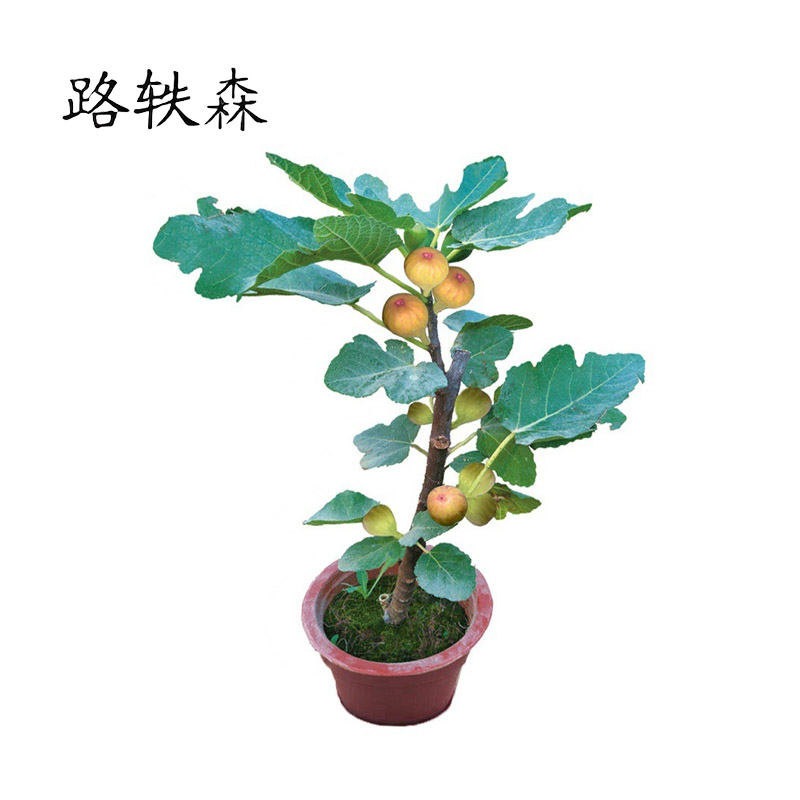 路轶森 果树树苗可选品种高度1m-1.2m 棵高清大图