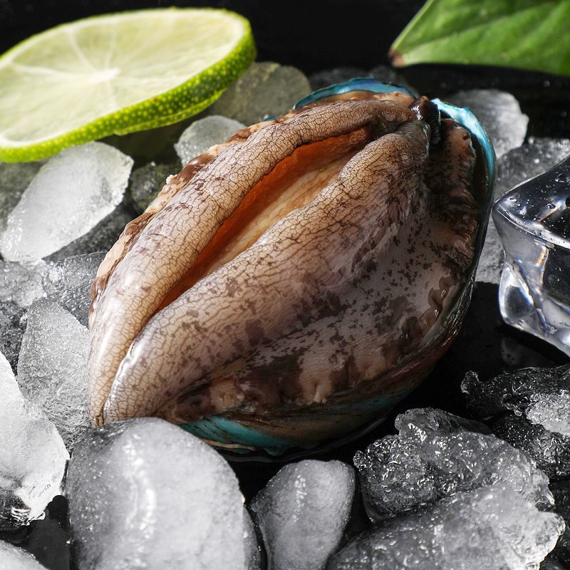 赛卡伊东山大新鲜鲍鱼大个超大鲍鱼非小鲍鱼特大鲜活冻海产鲜鲍大连