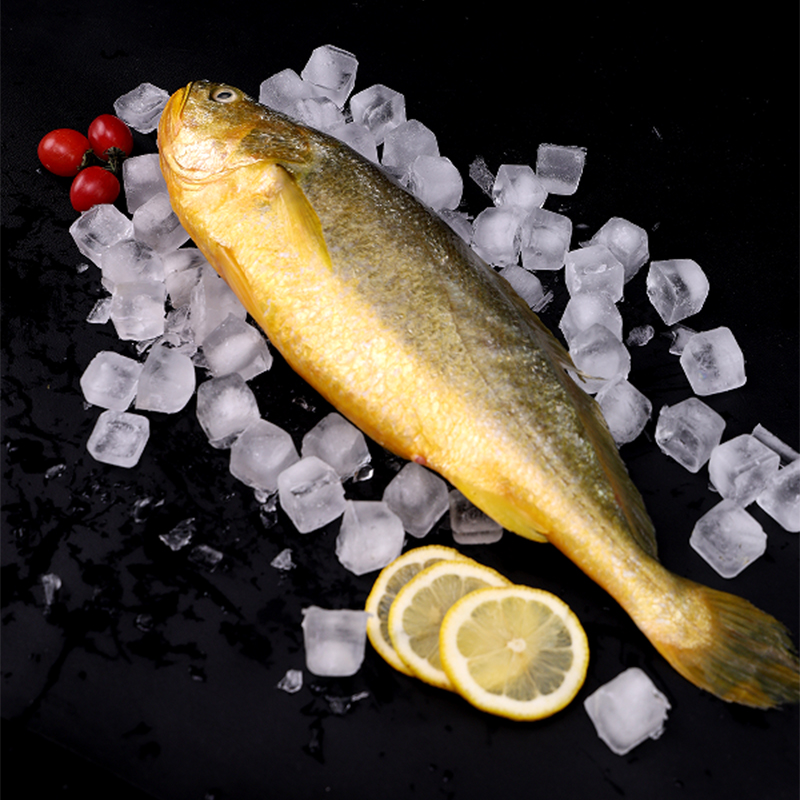 星龙港 1000g 鲜活捕捞大黄鱼礼盒 1条高清大图