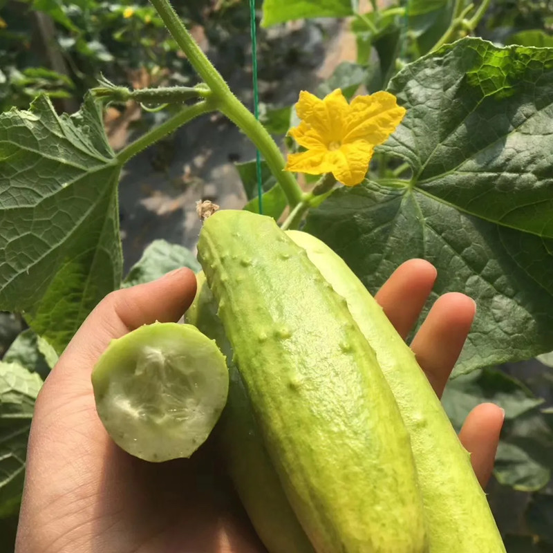 鲜贝达 海阳白玉黄瓜5斤[净重4.9-5.1斤][约15-22根]新鲜水果蔬菜