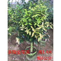 茶族皇后金花茶防城尊凹迈绿植盆栽茶花嫁接苗带花苞货嫁接21号含盆