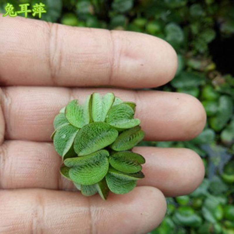 浮萍水草水葫芦水芙蓉一叶莲水培水生植物花卉龟鱼缸景观四季绿植水芙蓉6株不含盆报价 参数 图片 视频 怎么样 问答 苏宁易购