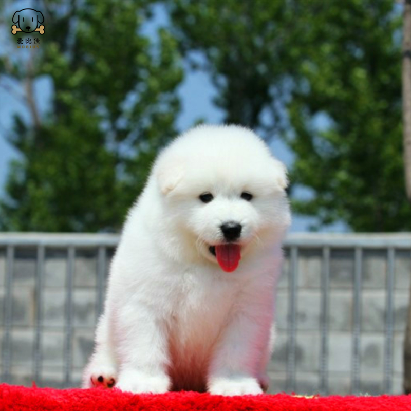 麦比佳 萨摩耶犬幼犬萨摩耶犬狗狗活体纯种血统中大型雪橇犬萨摩大骨架熊版澳版微笑天使纯白色萨摩耶宠物狗高清大图