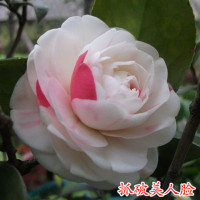 抓破美人脸茶花4年苗带蓬头带分叉叶多（当年开花）四季茶耐寒花苗山茶花盆栽