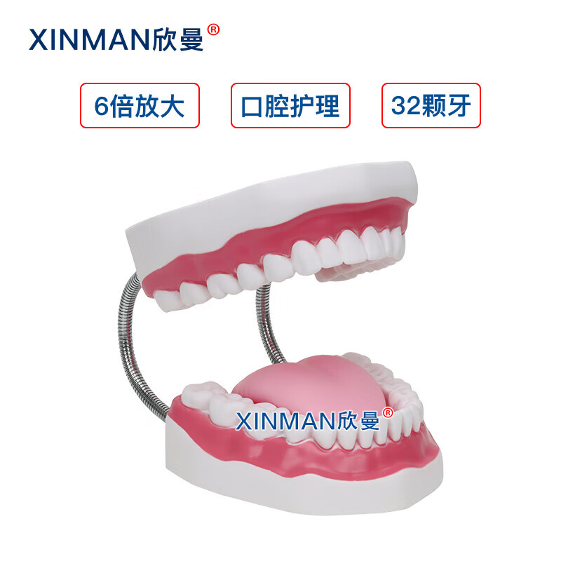 欣曼科教 口腔护理模型 牙保健模型 口腔清洁操作模型XM-KQA高清大图