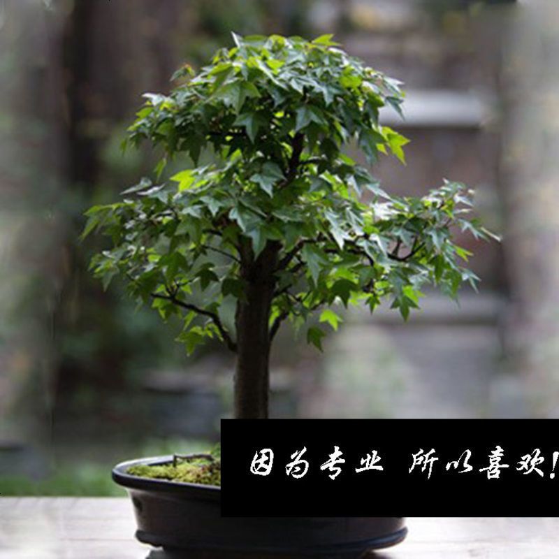进口红枫种子 四季枫叶红庭院观叶植物林木种子 室内花卉盆栽种子