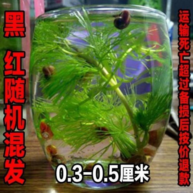 苹果螺观赏螺活体蜗牛宠物螺除藻螺鱼缸清洁工具螺神秘螺淡水繁殖 混色苹果螺8送7备损