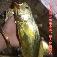 沈志雄船长 东山岛海捕海鲜海捕大黄花鱼小黄鱼蒜瓣肉鲜活速冻 盒装共6-8条共800g