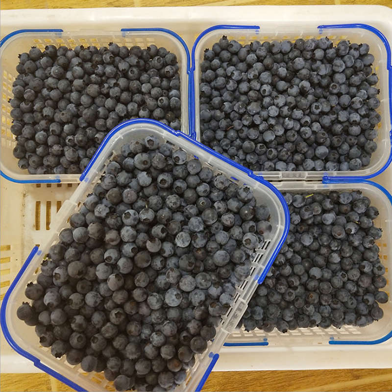 新鲜蓝莓8盒 125g/盒 单果12mm左右 当季新鲜孕妇水果脆甜蓝梅甜浆果整箱 陈小四水果