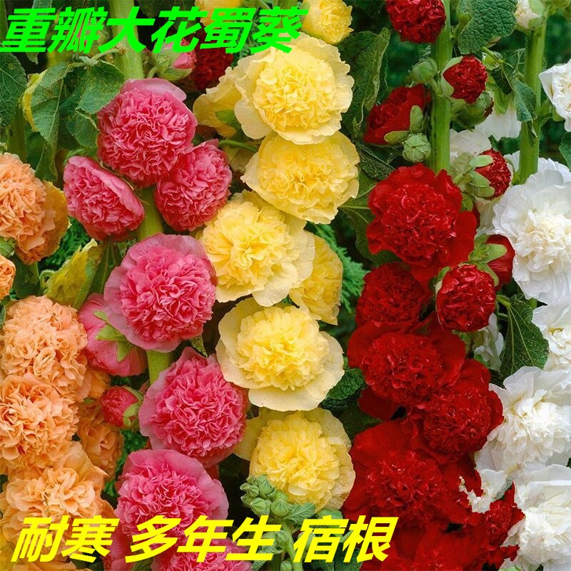 重瓣蜀葵花种子一丈红花种耐寒多年生宿根花卉庭院花籽景观花海种视频介绍 重瓣蜀葵花种子一丈红花种耐寒多年生宿根花卉庭院花籽景观花海种功能演示视频 苏宁易购