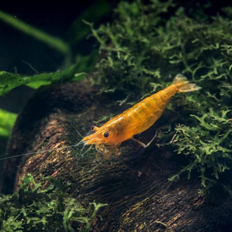 浅酌宠物水族热带观赏虾水族箱宠物香吉士虾缸除藻虾工具虾包活到家