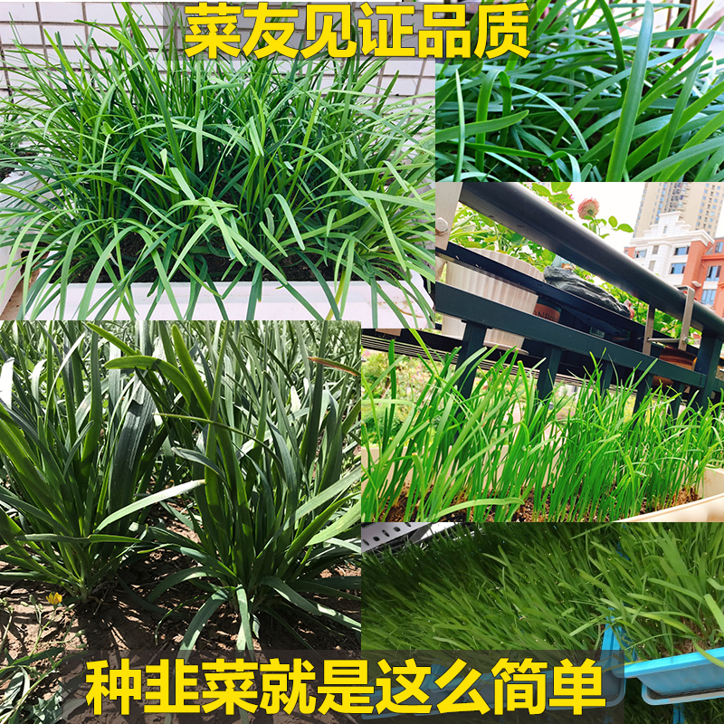 韭菜苗现挖紫红根大宽叶韭菜根四季韮菜韭菜种子籽盆栽蔬菜苗 新韭菜种子50克[只限今日]