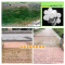 墙体除霉 青砖水泥地面青苔去除剂 水塔水桶去绿苔喷泉水净化灭藻