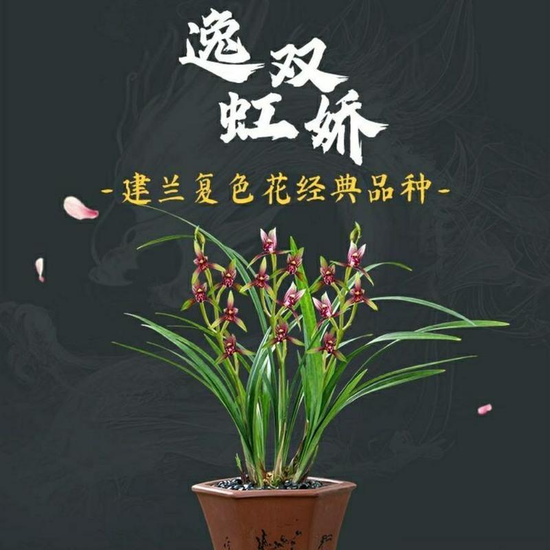 浓香型兰花紫月荷四季兰建兰兰花苗不带花苞室内花卉绿植盆栽紫月荷2