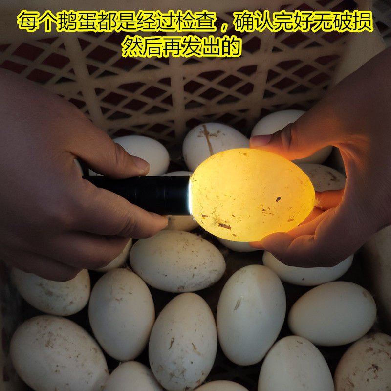 大个鹅蛋120-140g(单个重量) 正宗土鹅蛋新鲜农家散养大鹅蛋高清大图