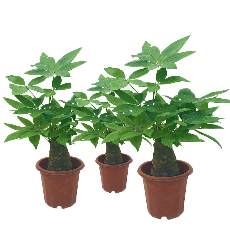 发财树小盆栽水培植物室内客厅绿植盆景四季常青办公室招财小花卉报价 参数 图片 视频 怎么样 问答 苏宁易购