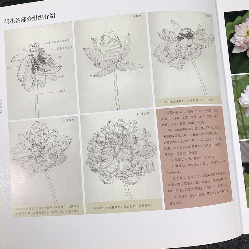 [醉染正版]荷花 白描技法精解 中国画花草植物工笔画白描底稿书白描勾线画谱美术绘画初学者入门到精通基础教程 线描写生范例高清大图