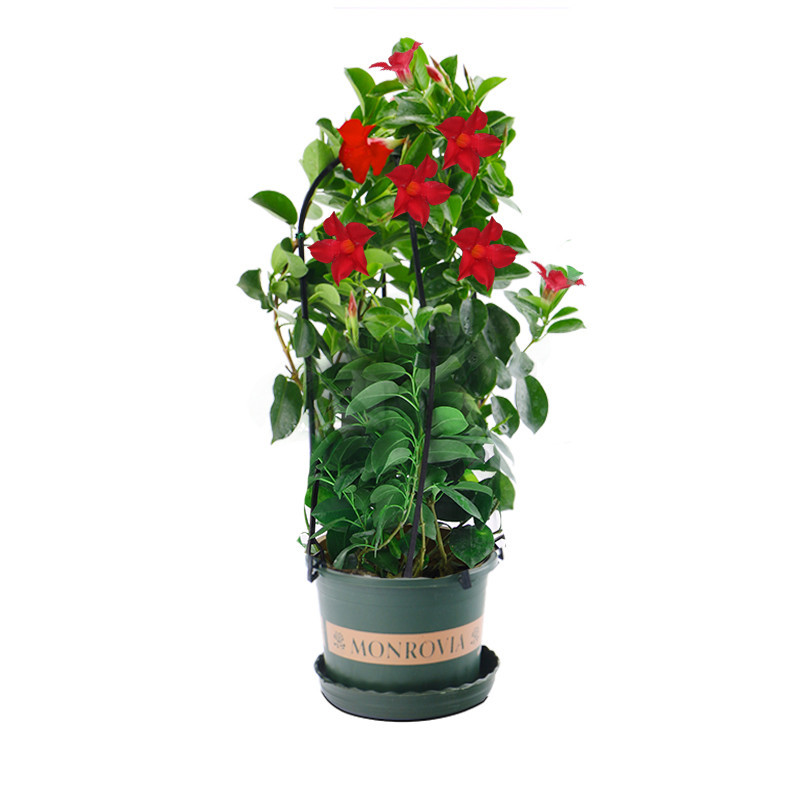 回固园艺用品回固万年万里飘香藤花攀爬绿植带盆栽花苞室内客厅四季花浓香千里香味飘香藤4 6棵大苗带架含盆 价格图片品牌报价 苏宁易购益润园艺用品专营店