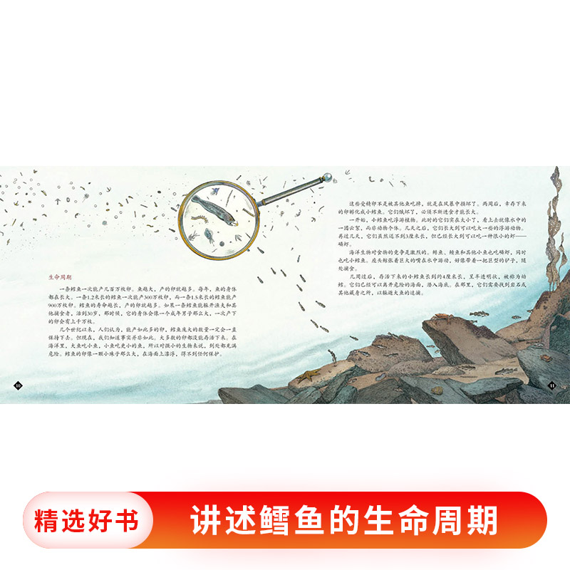 单本全册 [正版]鳕鱼的故事蒲蒲兰硬壳精装图画书经典历史类书籍的儿童绘本版适合6岁以上阅读童书高清大图