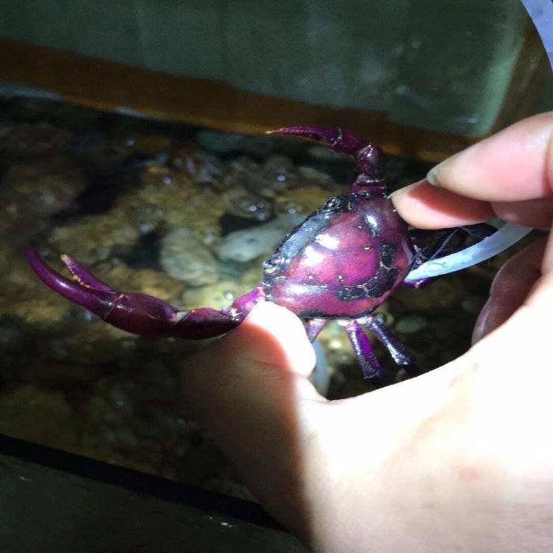 紫罗兰蟹一个紫地蟹恶魔蟹相手蟹宠物蟹观赏蟹活体陆地淡水蟹清洁蟹