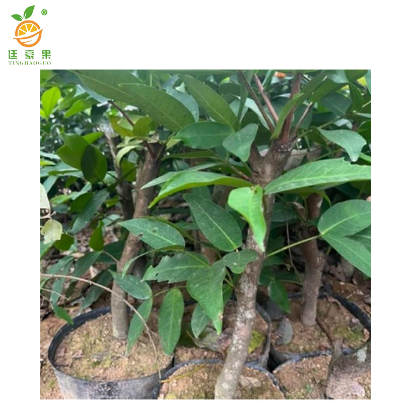 廷豪果 莲雾 绿植 高1-1.5m /棵高清大图