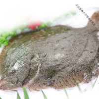 新鲜多宝鱼 海鲜水产新鲜比目鱼海鱼冷冻八宝鱼大菱鮃海水鱼 [三条装] [6-7两]一条